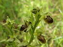 Plantes sauvages des MAP